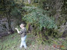 Buxus-colchica_обследование